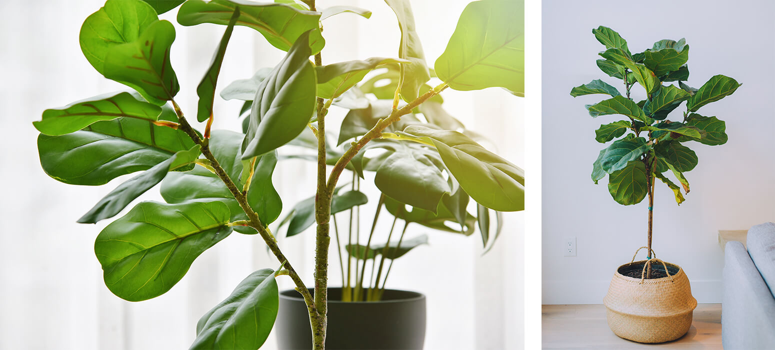 fiddle leaf fig houseplants summerwinds arizona